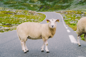 A_sheep_stands_on_paved_ISM_Driving_lessons